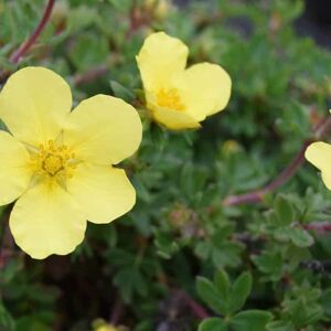 Potentilla fruticosa (Sulphurascens Group) 'Elizabeth' 15-20 cm